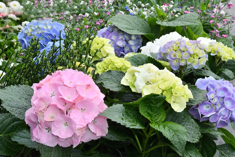 EDEKA-Debrassine-Nordendorf-Blumen
